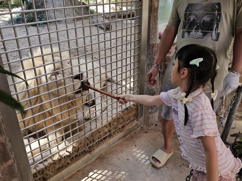 【2026 綠山動物園包車攻略】綠山動物園一日遊,輕鬆看大象游泳與Moo Deng彈力豬! - 第45張圖 【2026 綠山動物園包車攻略】綠山動物園一日遊,輕鬆看大象游泳與Moo Deng彈力豬!