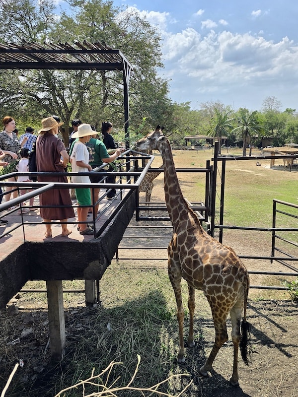 【2026 綠山動物園包車攻略】綠山動物園一日遊,輕鬆看大象游泳與Moo Deng彈力豬! - 第25張圖 【2026 綠山動物園包車攻略】綠山動物園一日遊,輕鬆看大象游泳與Moo Deng彈力豬!