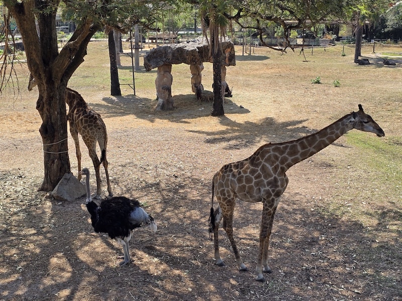 【2026 綠山動物園包車攻略】綠山動物園一日遊,輕鬆看大象游泳與Moo Deng彈力豬! - 第26張圖 【2026 綠山動物園包車攻略】綠山動物園一日遊,輕鬆看大象游泳與Moo Deng彈力豬!