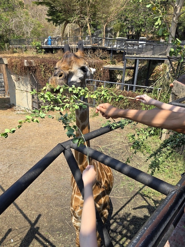 【2026 綠山動物園包車攻略】綠山動物園一日遊,輕鬆看大象游泳與Moo Deng彈力豬! - 第28張圖 【2026 綠山動物園包車攻略】綠山動物園一日遊,輕鬆看大象游泳與Moo Deng彈力豬!