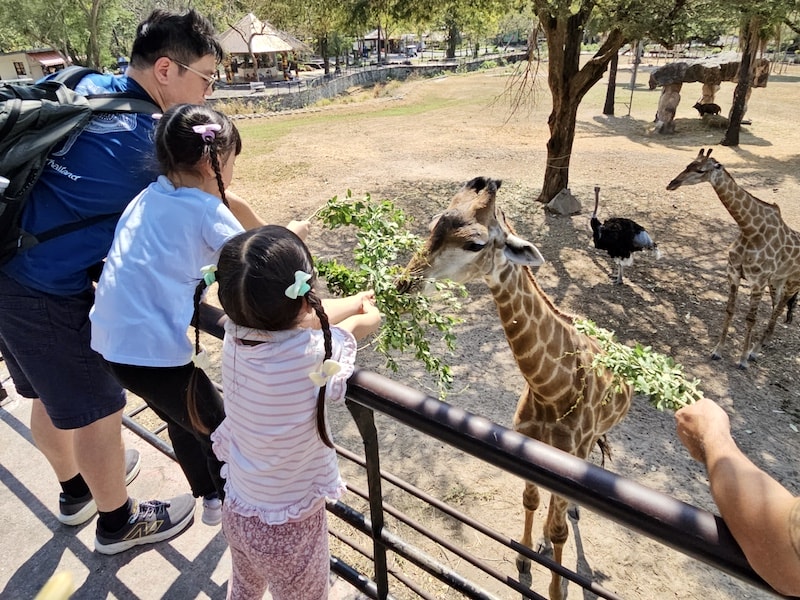 【2026 綠山動物園包車攻略】綠山動物園一日遊,輕鬆看大象游泳與Moo Deng彈力豬! - 第27張圖 【2026 綠山動物園包車攻略】綠山動物園一日遊,輕鬆看大象游泳與Moo Deng彈力豬!
