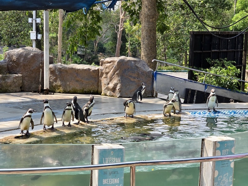 【2026 綠山動物園包車攻略】綠山動物園一日遊,輕鬆看大象游泳與Moo Deng彈力豬! - 第15張圖 【2026 綠山動物園包車攻略】綠山動物園一日遊,輕鬆看大象游泳與Moo Deng彈力豬!
