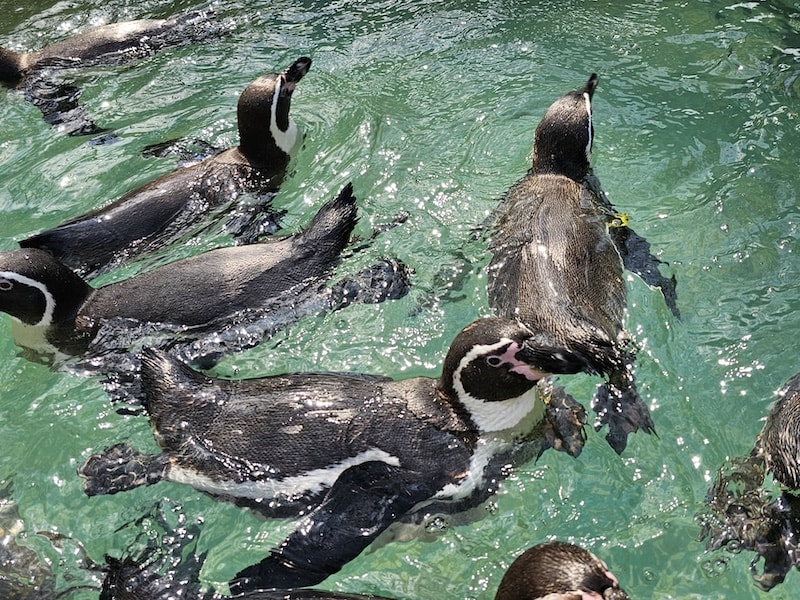 【2026 綠山動物園包車攻略】綠山動物園一日遊,輕鬆看大象游泳與Moo Deng彈力豬! - 第16張圖 【2026 綠山動物園包車攻略】綠山動物園一日遊,輕鬆看大象游泳與Moo Deng彈力豬!