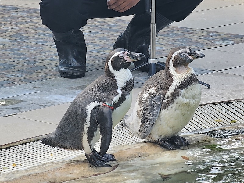 【2026 綠山動物園包車攻略】綠山動物園一日遊,輕鬆看大象游泳與Moo Deng彈力豬! - 第17張圖 【2026 綠山動物園包車攻略】綠山動物園一日遊,輕鬆看大象游泳與Moo Deng彈力豬!