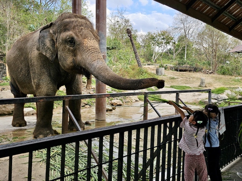 【2026 綠山動物園包車攻略】綠山動物園一日遊,輕鬆看大象游泳與Moo Deng彈力豬! - 第33張圖 【2026 綠山動物園包車攻略】綠山動物園一日遊,輕鬆看大象游泳與Moo Deng彈力豬!
