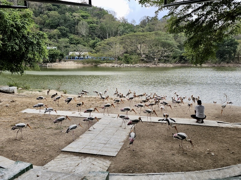 【2026 綠山動物園包車攻略】綠山動物園一日遊,輕鬆看大象游泳與Moo Deng彈力豬! - 第47張圖 【2026 綠山動物園包車攻略】綠山動物園一日遊,輕鬆看大象游泳與Moo Deng彈力豬!