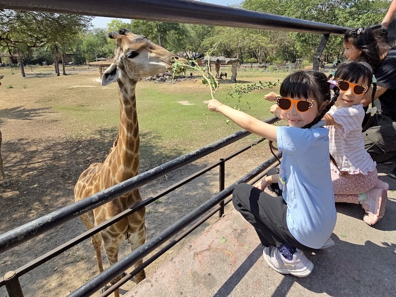 【2026 綠山動物園包車攻略】綠山動物園一日遊,輕鬆看大象游泳與Moo Deng彈力豬! - 第29張圖 【2026 綠山動物園包車攻略】綠山動物園一日遊,輕鬆看大象游泳與Moo Deng彈力豬!