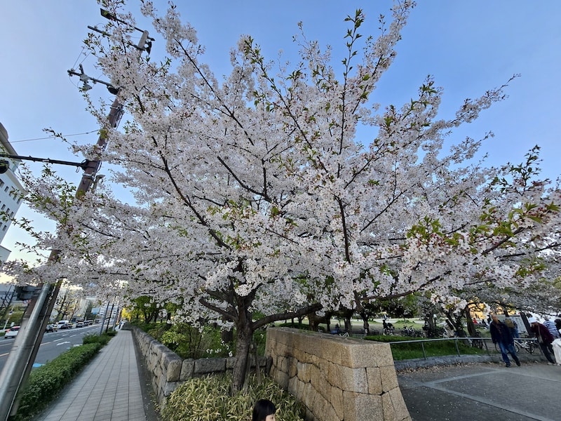 大阪城公園櫻滿開:西之丸庭園與天守閣的粉嫩協奏曲,再訪利久牛舌重溫炭火香 - 第4張圖 大阪城公園櫻滿開:西之丸庭園與天守閣的粉嫩協奏曲,再訪利久牛舌重溫炭火香