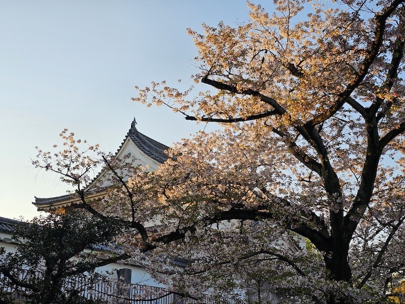 大阪城公園櫻滿開:西之丸庭園與天守閣的粉嫩協奏曲,再訪利久牛舌重溫炭火香 - 第12張圖 大阪城公園櫻滿開:西之丸庭園與天守閣的粉嫩協奏曲,再訪利久牛舌重溫炭火香