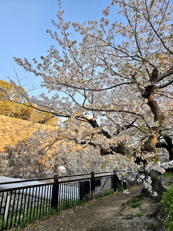 大阪城公園櫻滿開:西之丸庭園與天守閣的粉嫩協奏曲,再訪利久牛舌重溫炭火香 - 第17張圖 大阪城公園櫻滿開:西之丸庭園與天守閣的粉嫩協奏曲,再訪利久牛舌重溫炭火香