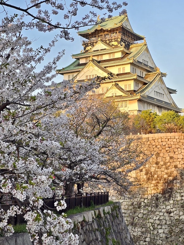 大阪城公園櫻滿開:西之丸庭園與天守閣的粉嫩協奏曲,再訪利久牛舌重溫炭火香 - 第14張圖 大阪城公園櫻滿開:西之丸庭園與天守閣的粉嫩協奏曲,再訪利久牛舌重溫炭火香