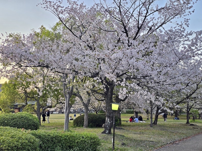 大阪城公園櫻滿開:西之丸庭園與天守閣的粉嫩協奏曲,再訪利久牛舌重溫炭火香 - 第22張圖 大阪城公園櫻滿開:西之丸庭園與天守閣的粉嫩協奏曲,再訪利久牛舌重溫炭火香