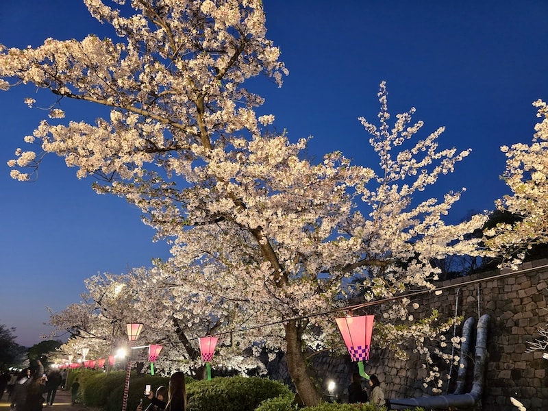 大阪城公園櫻滿開:西之丸庭園與天守閣的粉嫩協奏曲,再訪利久牛舌重溫炭火香 - 第31張圖 大阪城公園櫻滿開:西之丸庭園與天守閣的粉嫩協奏曲,再訪利久牛舌重溫炭火香