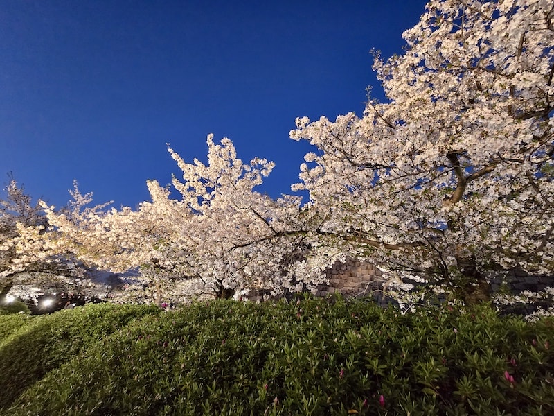 大阪城公園櫻滿開:西之丸庭園與天守閣的粉嫩協奏曲,再訪利久牛舌重溫炭火香 - 第32張圖 大阪城公園櫻滿開:西之丸庭園與天守閣的粉嫩協奏曲,再訪利久牛舌重溫炭火香