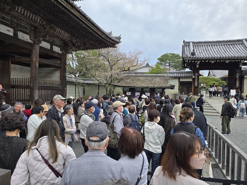 今年櫻花早開怎麼辦?京都「晚開櫻」首選仁和寺:帶孩子輕鬆賞櫻的世界遺產之旅 - 第3張圖 今年櫻花早開怎麼辦?京都「晚開櫻」首選仁和寺:帶孩子輕鬆賞櫻的世界遺產之旅