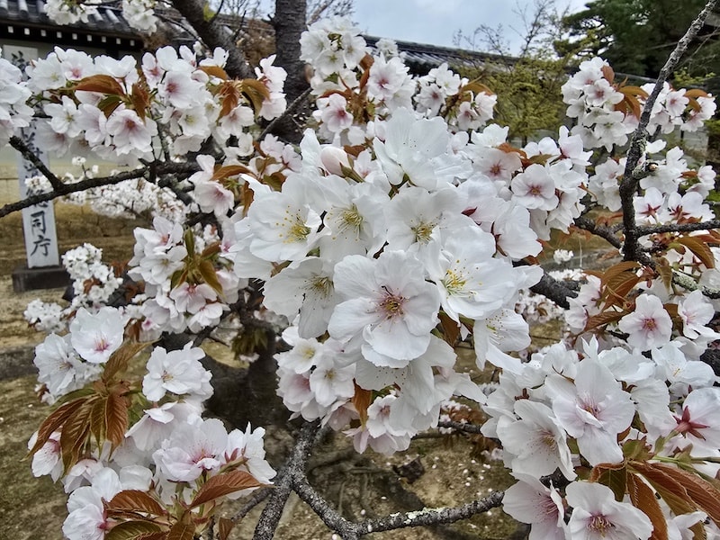 今年櫻花早開怎麼辦?京都「晚開櫻」首選仁和寺:帶孩子輕鬆賞櫻的世界遺產之旅 - 第5張圖 今年櫻花早開怎麼辦?京都「晚開櫻」首選仁和寺:帶孩子輕鬆賞櫻的世界遺產之旅