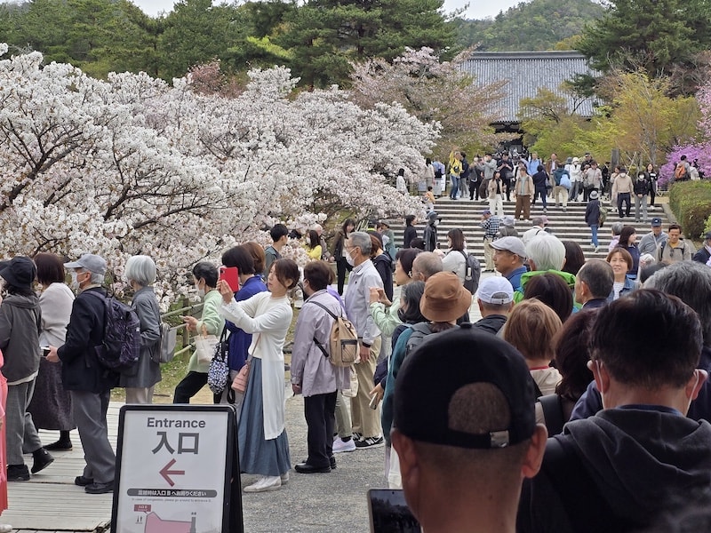 今年櫻花早開怎麼辦?京都「晚開櫻」首選仁和寺:帶孩子輕鬆賞櫻的世界遺產之旅 - 第7張圖 今年櫻花早開怎麼辦?京都「晚開櫻」首選仁和寺:帶孩子輕鬆賞櫻的世界遺產之旅