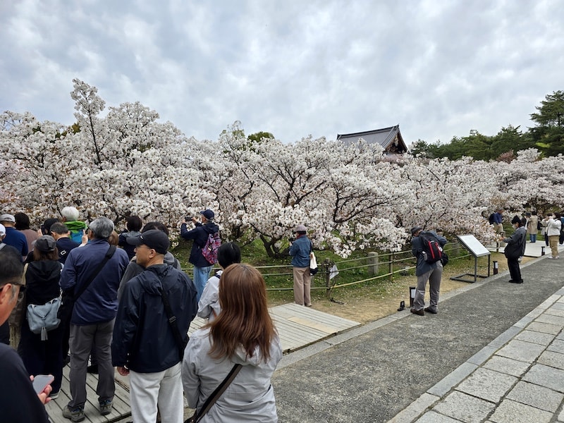 今年櫻花早開怎麼辦?京都「晚開櫻」首選仁和寺:帶孩子輕鬆賞櫻的世界遺產之旅 - 第8張圖 今年櫻花早開怎麼辦?京都「晚開櫻」首選仁和寺:帶孩子輕鬆賞櫻的世界遺產之旅