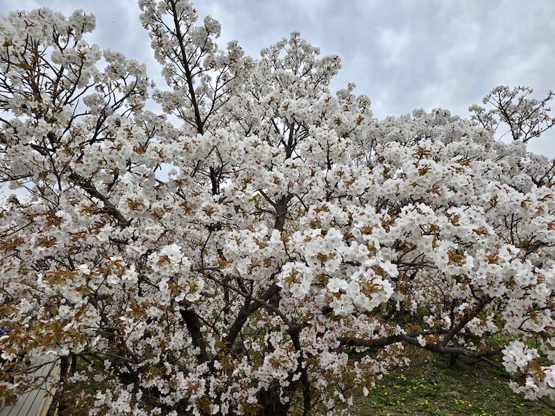 今年櫻花早開怎麼辦?京都「晚開櫻」首選仁和寺:帶孩子輕鬆賞櫻的世界遺產之旅 - 第9張圖 今年櫻花早開怎麼辦?京都「晚開櫻」首選仁和寺:帶孩子輕鬆賞櫻的世界遺產之旅