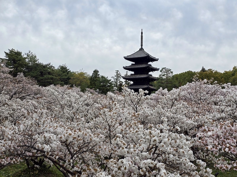 今年櫻花早開怎麼辦?京都「晚開櫻」首選仁和寺:帶孩子輕鬆賞櫻的世界遺產之旅 - 第13張圖 今年櫻花早開怎麼辦?京都「晚開櫻」首選仁和寺:帶孩子輕鬆賞櫻的世界遺產之旅