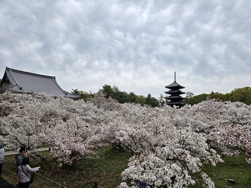 今年櫻花早開怎麼辦?京都「晚開櫻」首選仁和寺:帶孩子輕鬆賞櫻的世界遺產之旅 - 第16張圖 今年櫻花早開怎麼辦?京都「晚開櫻」首選仁和寺:帶孩子輕鬆賞櫻的世界遺產之旅
