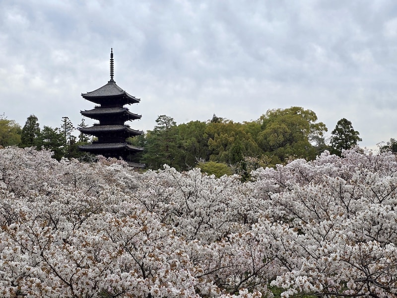 今年櫻花早開怎麼辦?京都「晚開櫻」首選仁和寺:帶孩子輕鬆賞櫻的世界遺產之旅 - 第1張圖 今年櫻花早開怎麼辦?京都「晚開櫻」首選仁和寺:帶孩子輕鬆賞櫻的世界遺產之旅