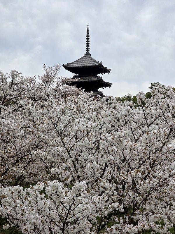 今年櫻花早開怎麼辦?京都「晚開櫻」首選仁和寺:帶孩子輕鬆賞櫻的世界遺產之旅 - 第18張圖 今年櫻花早開怎麼辦?京都「晚開櫻」首選仁和寺:帶孩子輕鬆賞櫻的世界遺產之旅