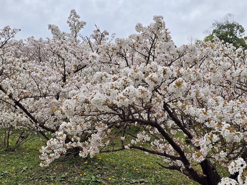 今年櫻花早開怎麼辦?京都「晚開櫻」首選仁和寺:帶孩子輕鬆賞櫻的世界遺產之旅 - 第21張圖 今年櫻花早開怎麼辦?京都「晚開櫻」首選仁和寺:帶孩子輕鬆賞櫻的世界遺產之旅