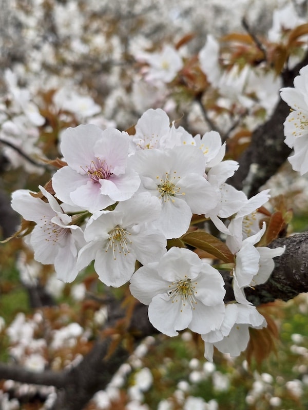 今年櫻花早開怎麼辦?京都「晚開櫻」首選仁和寺:帶孩子輕鬆賞櫻的世界遺產之旅 - 第22張圖 今年櫻花早開怎麼辦?京都「晚開櫻」首選仁和寺:帶孩子輕鬆賞櫻的世界遺產之旅
