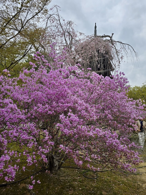 今年櫻花早開怎麼辦?京都「晚開櫻」首選仁和寺:帶孩子輕鬆賞櫻的世界遺產之旅 - 第31張圖 今年櫻花早開怎麼辦?京都「晚開櫻」首選仁和寺:帶孩子輕鬆賞櫻的世界遺產之旅