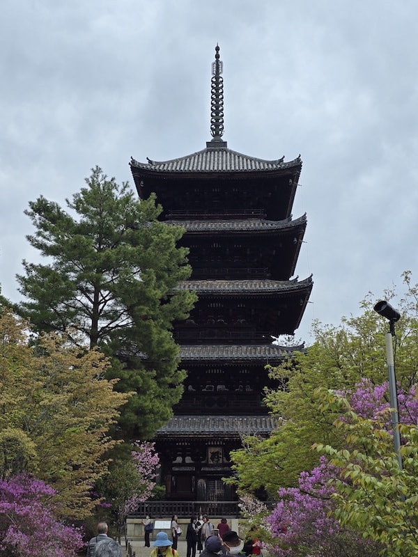 今年櫻花早開怎麼辦?京都「晚開櫻」首選仁和寺:帶孩子輕鬆賞櫻的世界遺產之旅 - 第28張圖 今年櫻花早開怎麼辦?京都「晚開櫻」首選仁和寺:帶孩子輕鬆賞櫻的世界遺產之旅