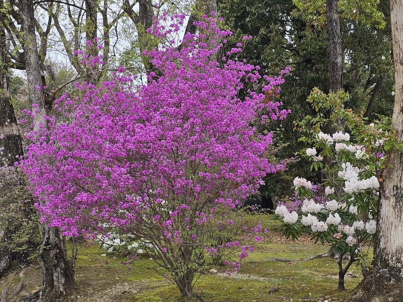 今年櫻花早開怎麼辦?京都「晚開櫻」首選仁和寺:帶孩子輕鬆賞櫻的世界遺產之旅 - 第32張圖 今年櫻花早開怎麼辦?京都「晚開櫻」首選仁和寺:帶孩子輕鬆賞櫻的世界遺產之旅