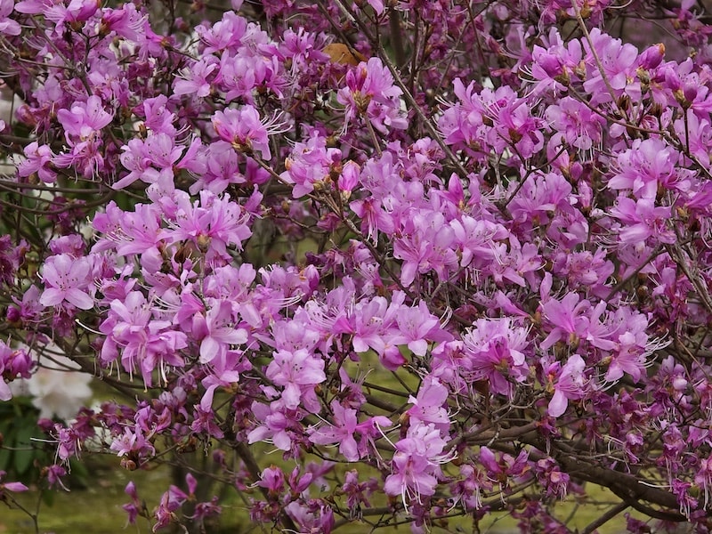 今年櫻花早開怎麼辦?京都「晚開櫻」首選仁和寺:帶孩子輕鬆賞櫻的世界遺產之旅 - 第33張圖 今年櫻花早開怎麼辦?京都「晚開櫻」首選仁和寺:帶孩子輕鬆賞櫻的世界遺產之旅