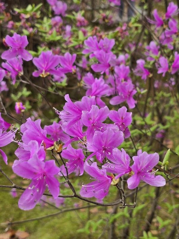 今年櫻花早開怎麼辦?京都「晚開櫻」首選仁和寺:帶孩子輕鬆賞櫻的世界遺產之旅 - 第34張圖 今年櫻花早開怎麼辦?京都「晚開櫻」首選仁和寺:帶孩子輕鬆賞櫻的世界遺產之旅