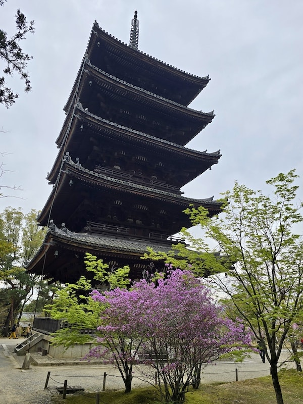 今年櫻花早開怎麼辦?京都「晚開櫻」首選仁和寺:帶孩子輕鬆賞櫻的世界遺產之旅 - 第29張圖 今年櫻花早開怎麼辦?京都「晚開櫻」首選仁和寺:帶孩子輕鬆賞櫻的世界遺產之旅