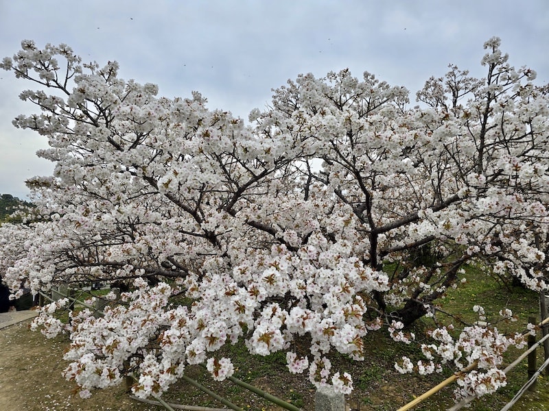 今年櫻花早開怎麼辦?京都「晚開櫻」首選仁和寺:帶孩子輕鬆賞櫻的世界遺產之旅 - 第35張圖 今年櫻花早開怎麼辦?京都「晚開櫻」首選仁和寺:帶孩子輕鬆賞櫻的世界遺產之旅