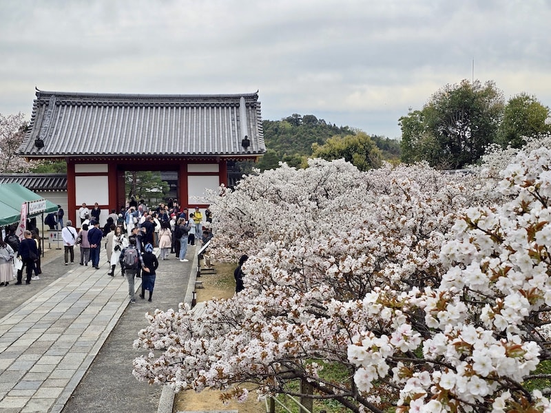 今年櫻花早開怎麼辦?京都「晚開櫻」首選仁和寺:帶孩子輕鬆賞櫻的世界遺產之旅 - 第27張圖 今年櫻花早開怎麼辦?京都「晚開櫻」首選仁和寺:帶孩子輕鬆賞櫻的世界遺產之旅