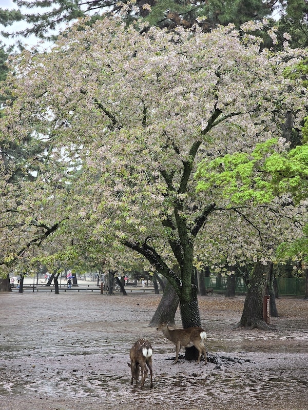 奈良雨中賞櫻記,還是轉戰天王寺入手 On 運動鞋比較實在 - 第9張圖 奈良雨中賞櫻記,還是轉戰天王寺入手 On 運動鞋比較實在