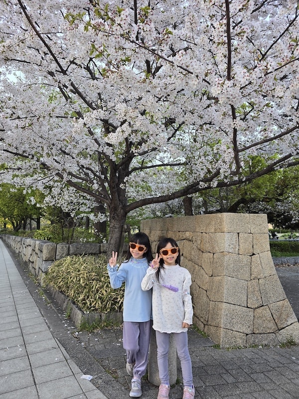 大阪城公園櫻滿開:西之丸庭園與天守閣的粉嫩協奏曲,再訪利久牛舌重溫炭火香 - 第5張圖 大阪城公園櫻滿開:西之丸庭園與天守閣的粉嫩協奏曲,再訪利久牛舌重溫炭火香