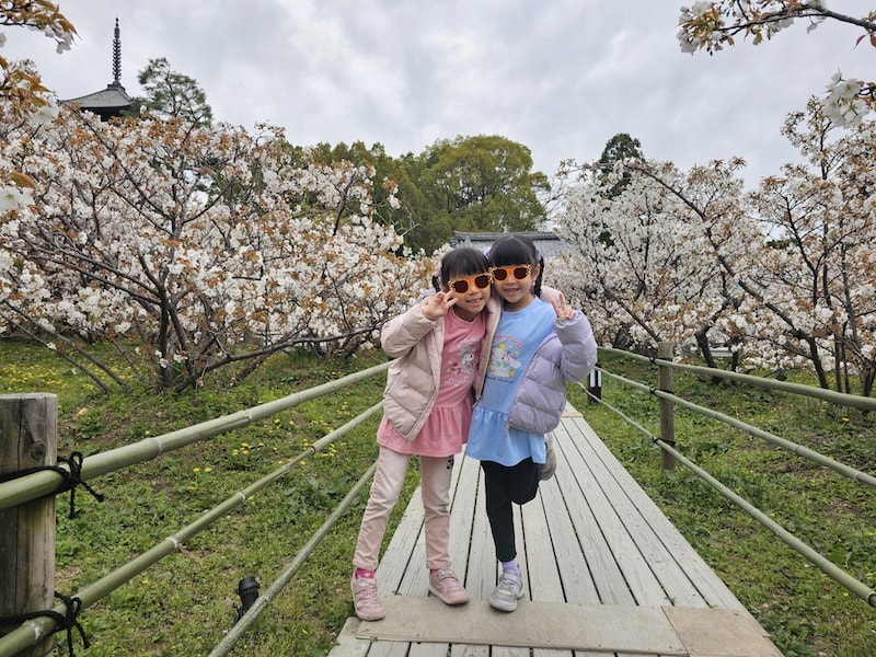 今年櫻花早開怎麼辦?京都「晚開櫻」首選仁和寺:帶孩子輕鬆賞櫻的世界遺產之旅 - 第20張圖 今年櫻花早開怎麼辦?京都「晚開櫻」首選仁和寺:帶孩子輕鬆賞櫻的世界遺產之旅