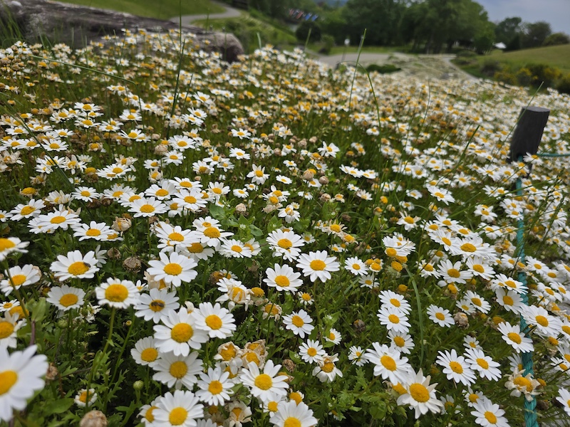 【四國香川】漫步滿濃公園虞美人花海、朝聖金刀比羅宮品嚐道地烏龍麵